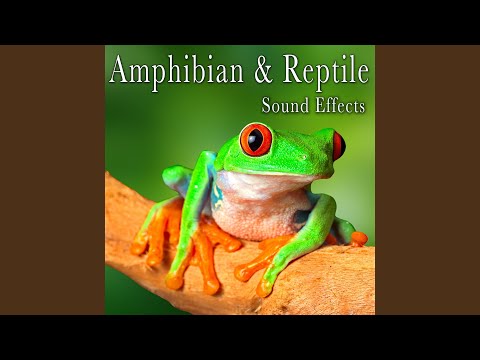 Burmese Python Hisses and Inhales Take 1