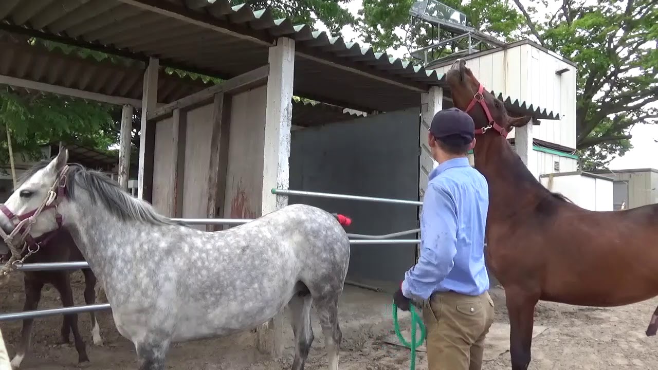 馬 の 交尾 仕組み