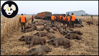 Exciting! Fierce Battle On The Field - Wild Boars That Were Destroying The Farm Were Taken Down
