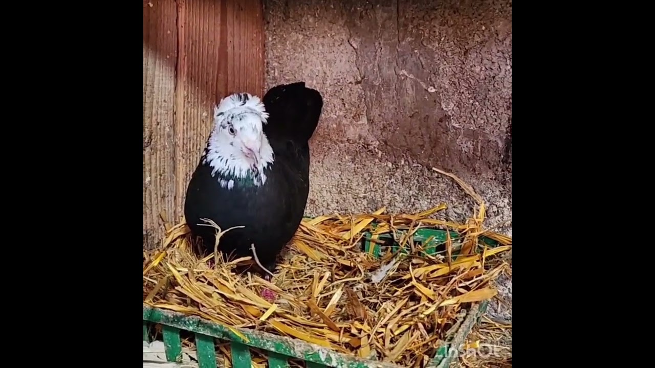 Питомцы Гагика Н.Приятного просмотра!