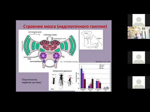 ФЧЖ 4 курс лекция насекомые Корсуновская