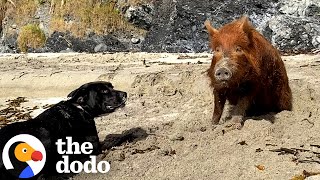 Download Lagu Pig Raised By A Labrador Thinks She's A Dog Too | The Dodo MP3 Download Lagu Pig Raised By A Labrador Thinks She's A Dog Too | The Dodo MP3