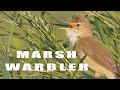 Bird sounds - Marsh Warbler chirping