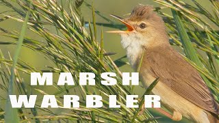 Bird sounds  Marsh Warbler chirping