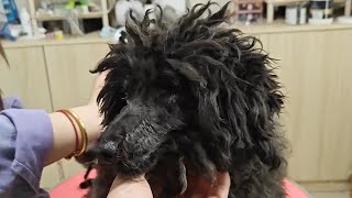 Taking A Blind Stray Dog To Bathe And Style It, Dog: I Look So Good by THE Barber Rescues Stray Dogs 432 views 9 days ago 8 minutes, 11 seconds