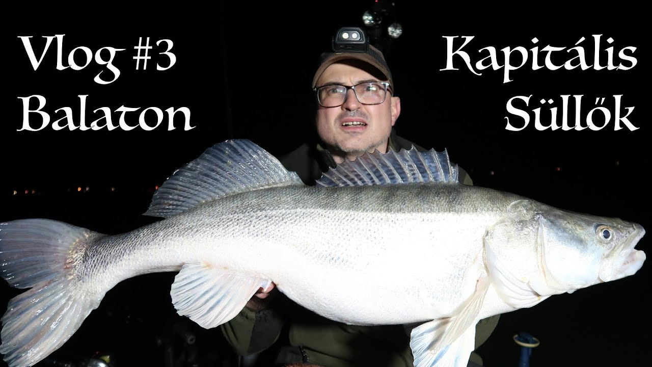 Kapitális süllők (Balaton) - Vlog #3