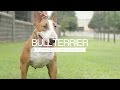 BULL TERRIER FIVE THINGS YOU SHOULD KNOW