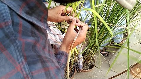 Emasculation and Pollination in Rice
