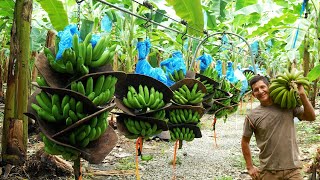 Process Large scale modern banana growing - Amazing banana harvesting and processing