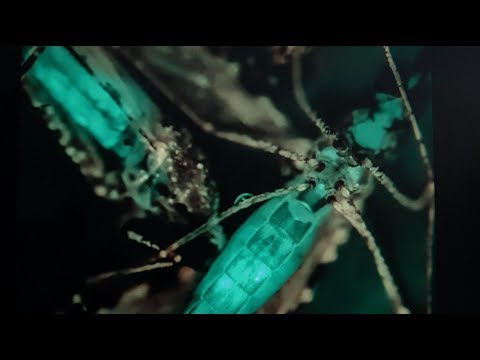 Video: Enkelcellsgenomik Av Bakteriella Patogener: Utsikter För Forskning Om Infektionssjukdomar