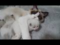 Here's a mom cat giving her kitten a big hug...