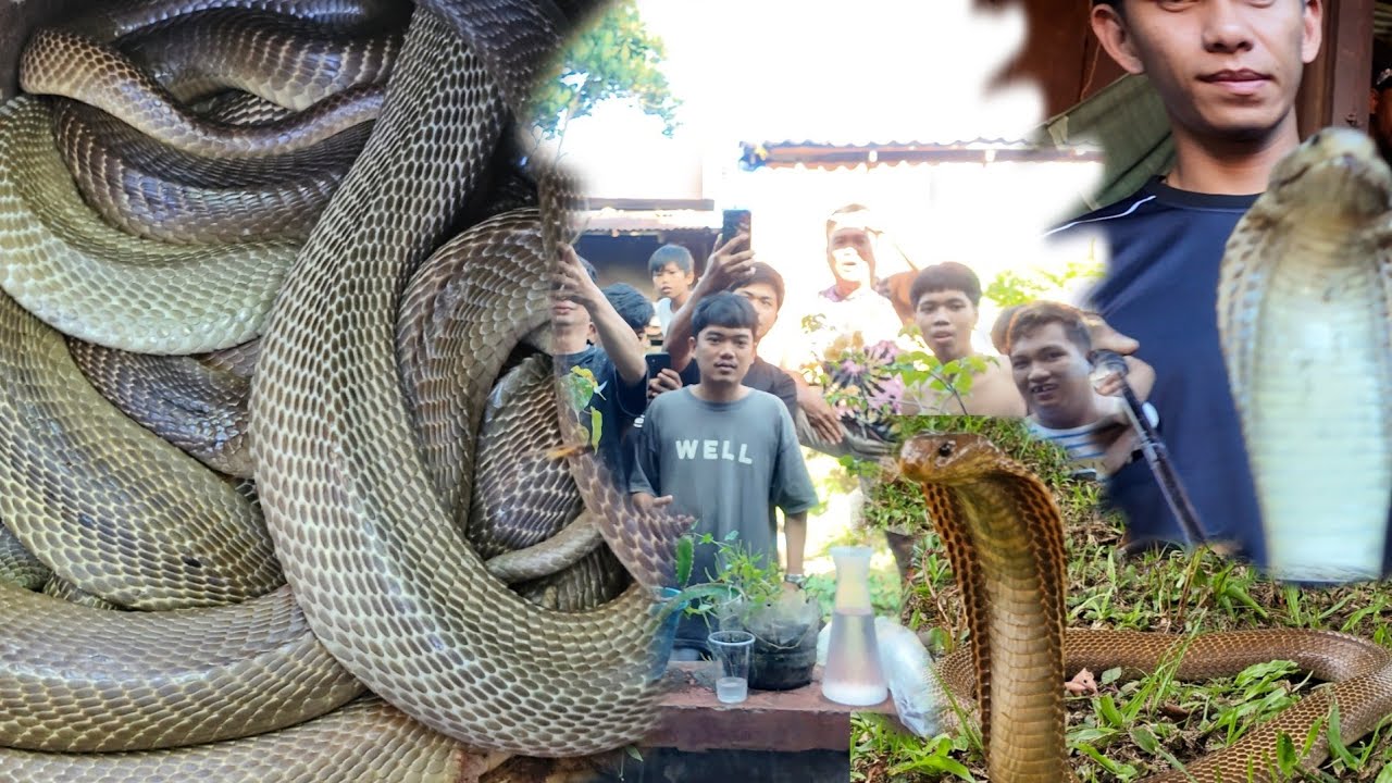 P4T@Y SA T*KLAW  NAHULI NAMAN ANG PITONG COBRA