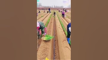 Planting Green Onions With Smart Tool On The Farm Satisfying video #agriculture #satisfying #short