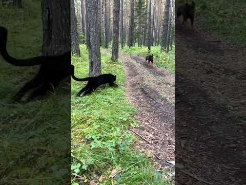 Black Panther Luna vs rottweiler #shorts #trending @Lunathepantera