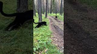 Black Panther Luna Vs Rottweiler 