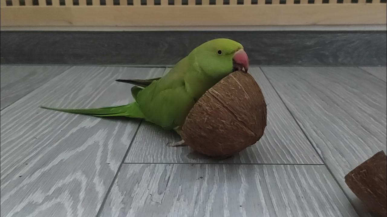 Гнездо для попугаев волнистых из кокоса. Кокос для волнистый попугаев. Можно попугаю кокос. Ожереловый попугай купается. Коричневый волнистый попугай.