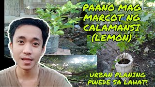 PAANO MAG MARCOT? TIPS SA PAGMAMARCOT NG LEMON (CALAMANSI) | GREEN HANDS