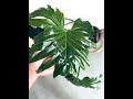 Reshaping my Selloum/Tree Philodendron for better growth #houseplantcare