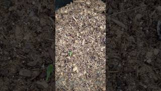 Kajari Melon And Sweet Pion Cantaloupe 1 Week Sprouts