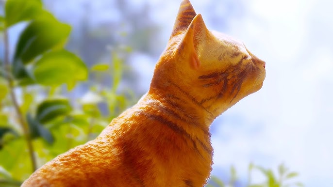 Stray, o jogo do gato, ganhará filme animado - NerdBunker