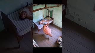 لحظة كارثية صورتها كاميرا المراقبة.. لم يتوقع أحد سقوط الأرضية بالكامل