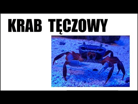 Wideo: Owłosiony Krab: Nie Wszystko To Pękło - Matador Network