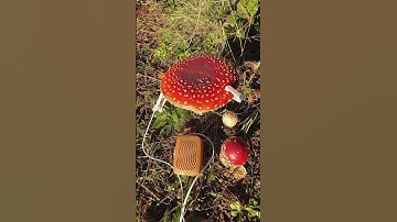 PlantWave is patented technology that detects slight changes in electricity through plants and