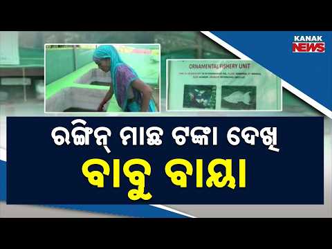 ‘ଏକ୍ରିକ୍‌’ ଯୋଜନା ! Kendrapara Corruption Case | Fish Farming Scheme Money Misused, Women Suffer