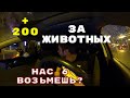 БЕРУ 200 РУБЛЕЙ ЗА ЖИВОТНЫХ В ТАКСИ... МИКРО КОНФЛИКТЫ