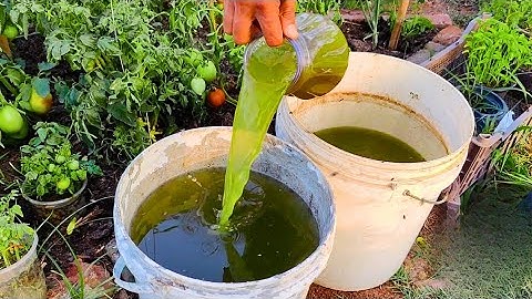 Your Plants Growth Will SHOCK You! (Give Them This Powerful Liquid!)