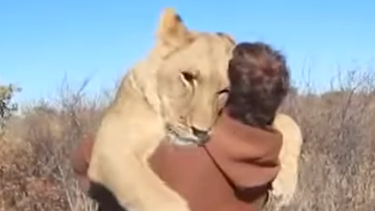 幼いライオンを救った男性 野生に戻した１年後の再会に涙が溢れる 感動 Youtube