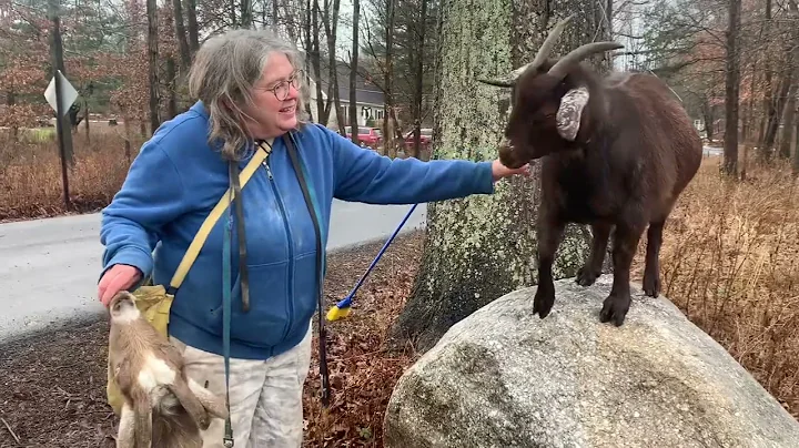 Goat walking in New Paltz, NY