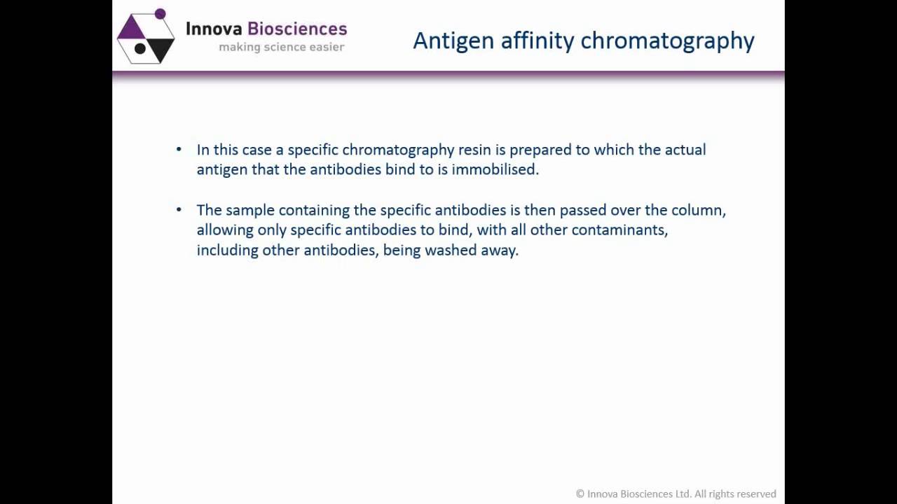 Antibody Purification Webinar: What you need to know to use antibodies effectively