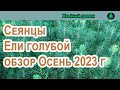 Сеянцы ели голубой обзор осень 2023 г