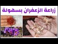 تعلم زراعة الزعفران في المنزل بسهولة