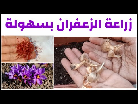 فيديو: زعفران محفوظ بوعاء: زراعة زهور الزعفران في حاويات