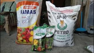 PUPUK KAMAS, KCL & SP-36 untuk bawang merah usia 36 hari