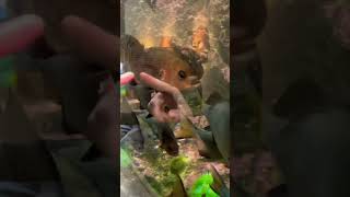 🐟🐠Seattle Washington aquarium #somuchtoseehere #iloveithere #wildlife #march2026 #fish #aquarium