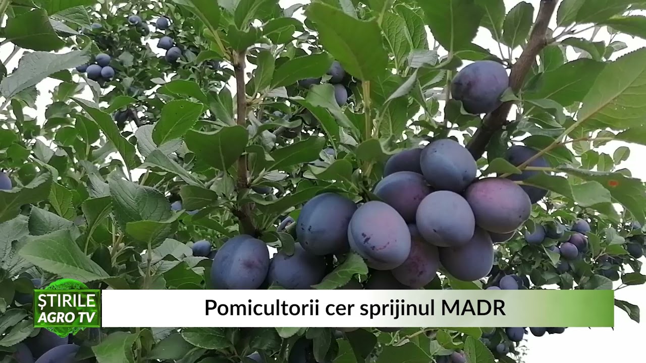 VIDEO Pomicultorii, sătui de probleme. ”Din 15.000 de angajați ai MADR, nu vede nimeni” 1 VIDEO Pomicultorii, sătui de probleme. ”Din 15.000 de angajați ai MADR, nu vede nimeni” YouTube player