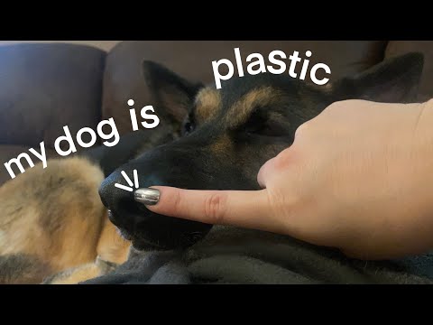 My Dog is