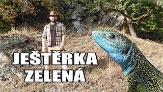 Ještěrka zelená / NÁŠ NEJVĚTŠÍ JEŠTĚR / Lacerta viridis /