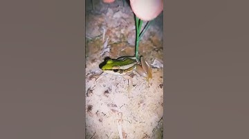 Tangkap katak lucu 😂 bagian 3 | frog funny | funny animal   #funny #shorts #shortvideo