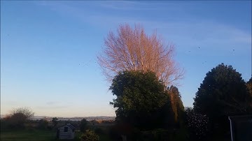 The Daily Swallow Migration