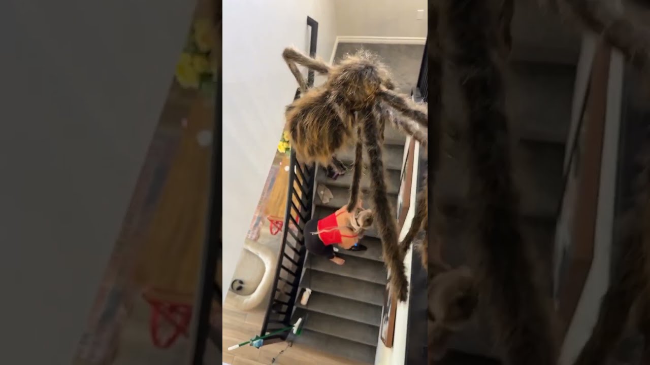 Giant Spider Prank On Wife Shorts
