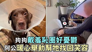 狗狗戴羞恥圈好憂鬱，阿公暖心舉動，幫牠找回笑容！｜寵物｜狗狗｜搞笑｜可愛｜狗｜暖心