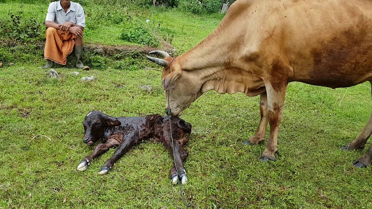  Sapi melahirkan  Anak betina YouTube