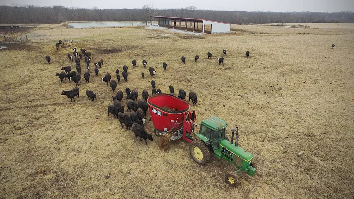 Cow/Calf Operation Willer & Ekern Farms: Jaylor 54...