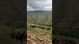 лошади у заброшенного села Гамсутль