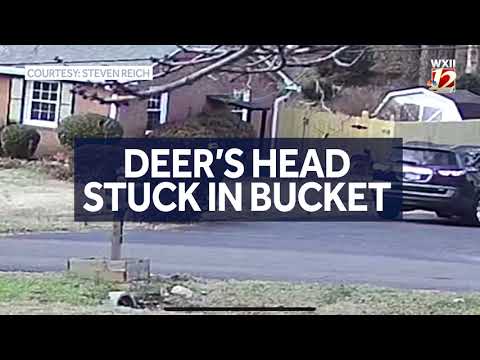 Video shows rescue of deer with bucket stuck on its head