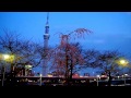 千年桜　隅田公園 